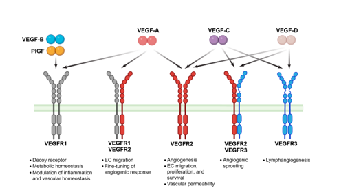UNG THƯ BIỂU MÔ TẾ BÀO THẬN