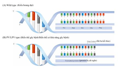Lợi ích của xét nghiệm di truyền đối với các thành viên trong gia đình mang biến thể gây bệnh/ biến thể có khả năng gây bệnh BRCA1/2