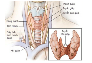 CẬP NHẬT SỰ THAY ĐỔI TRONG LỰA CHỌN PHƯƠNG PHÁP PHẪU THUẬT UNG THƯ TUYẾN GIÁP THỂ BIỆT HOÁ CỦA HIỆP HỘI UNG THƯ TUYẾN GIÁP HOA KỲ NĂM 2025